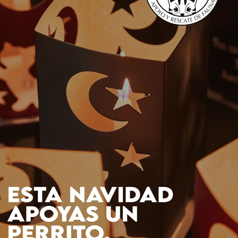 Kit de Farolitos por los Animales